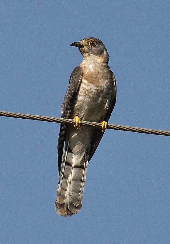 The Brainfever bird is so named since its call sounds like its announcing, "Brain fever, brain fever". (on electricity wire at foothills)