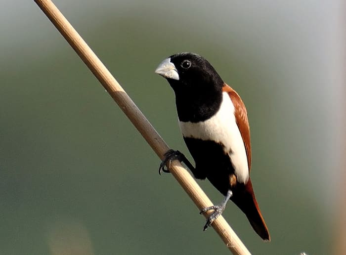 The Tricolored Munia looks dainty and beautiful as it skilfully perches on thin reeds, looking out for seeds among the grasses and reeds. (Chitravati river bed reeds)