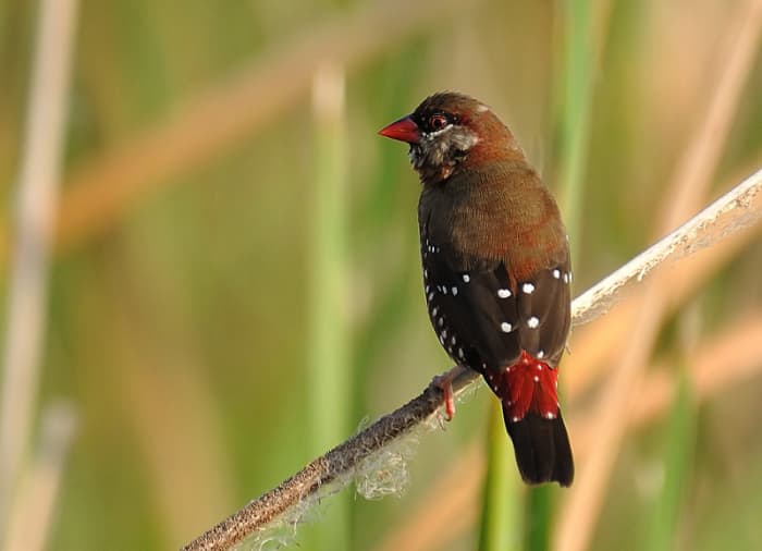 With her large eyes, the female Red Munia looks like an inspiration for many fashion show models on how beauty could be displayed even when completely draped!(reeds along Chitravati river)
