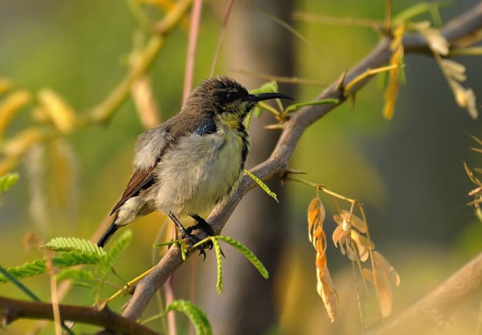 The female Sunbird enjoys a sunbath after the early morning dew gave it a water bath! (the lower reaches of the Chitravati river)