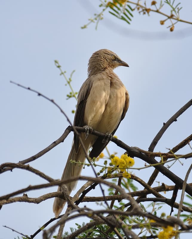A magnificent Large Grey Babbler strutting on a high branch. (Fields along the Chitravati)