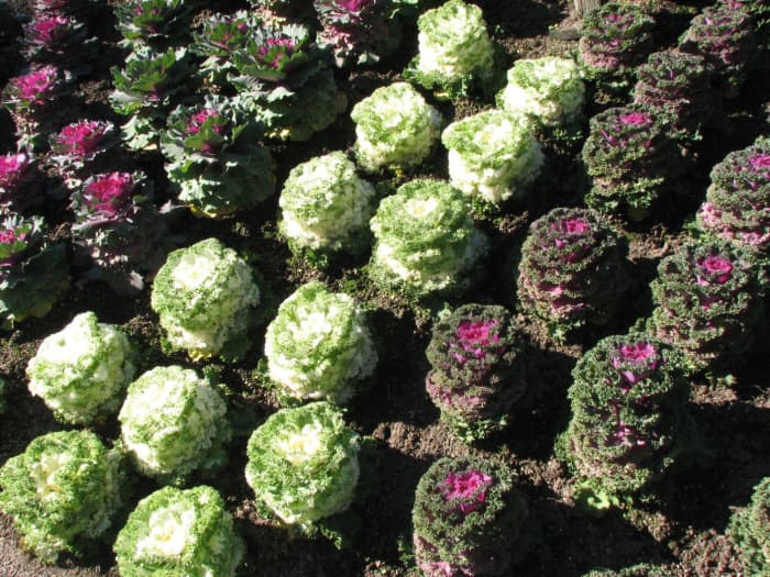 Ornamental cabbages create a striking display when multiple varieties are planted in uniform rows or pattern formations.