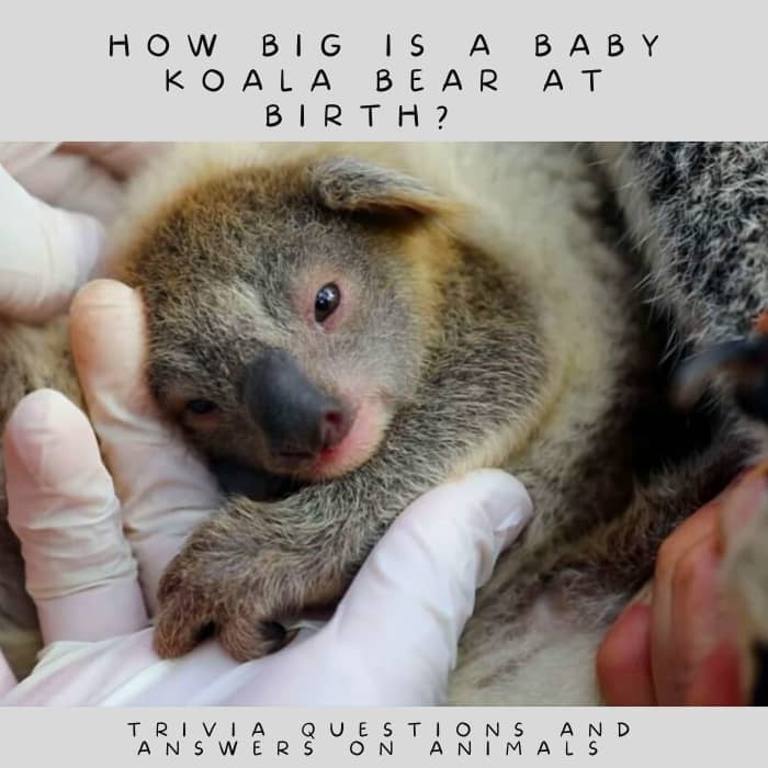 Animal trivia question: How big is a baby koala bear at birth? Answer: A baby koala, called a joey, is the size of a jellybean.