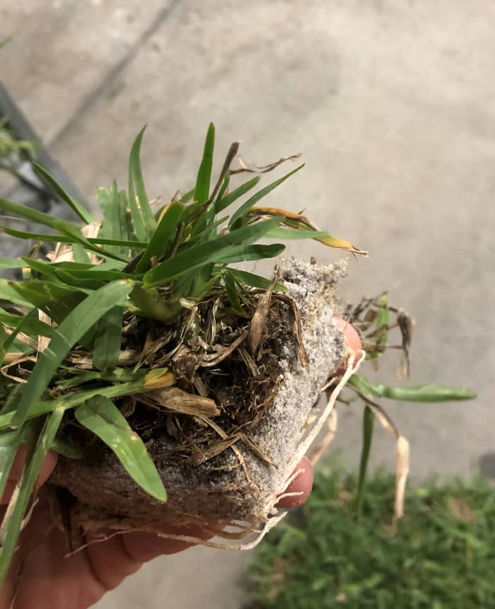 The stolons on a healthy St. Augustine grass grow quickly. Plugs are an excellent option for filling small bare spots. Use sod to cover large areas.