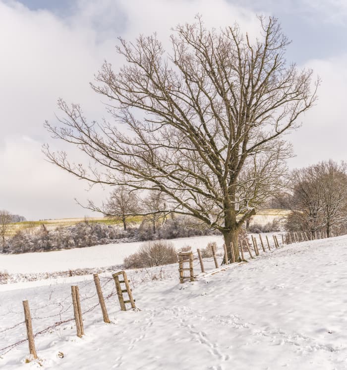 A frozen field can be an interesting place to see and can sometime be symbolic.