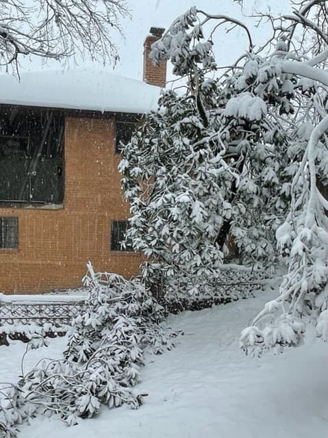The branches of the magnolia tree in the yard could not withstand the weight of the snow.