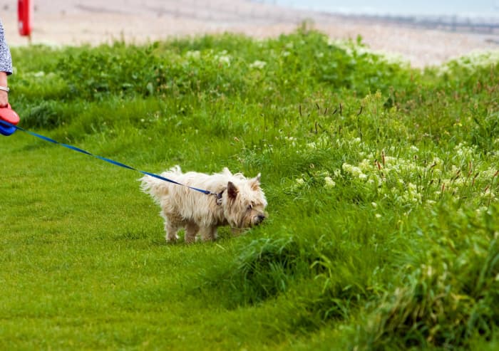 After surgery, it is important that dogs are exercised on lead to enable the incision to heal