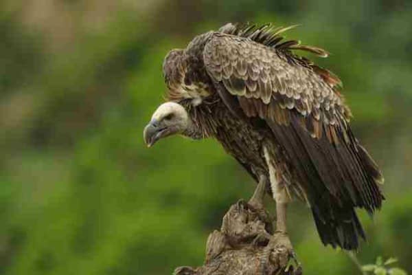 from weirdnewsfiles.com.... The vulture swooped down, screaming like he was an eagle in an attempt to snatch the lion’s possession