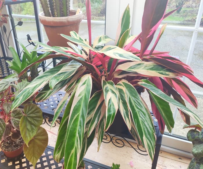 Stromanthe sanguinea 'Triostar' has gorgeous tricolored leaves that fold up at night.