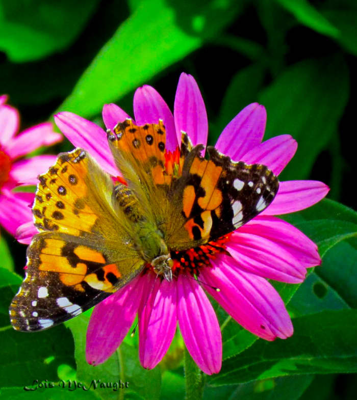 How to Make Echinacea Tincture--Growing and Using Purple Coneflower for ...