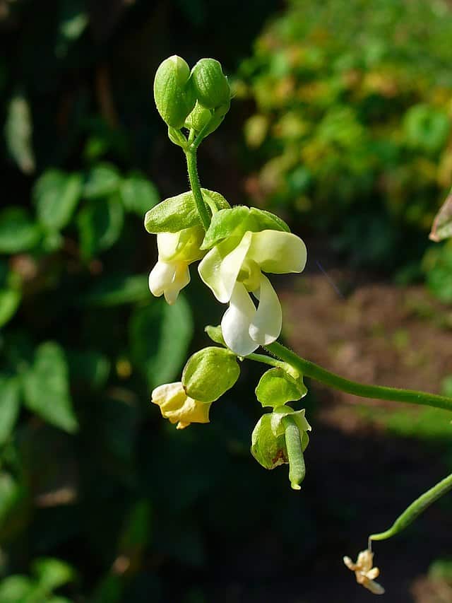 How to Grow Pole Beans Dengarden