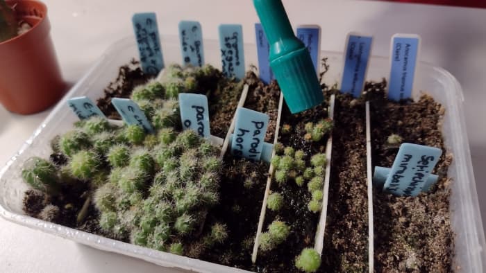 A Hozelock sprayer can help you water your seedlings with precision.