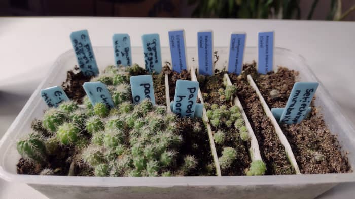 Seedlings that are less than a centimeter in width need their soil to be kept moist at all times.