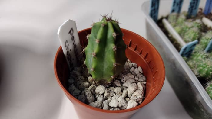 Seedlings that are over a centimeter in width need less frequent watering.