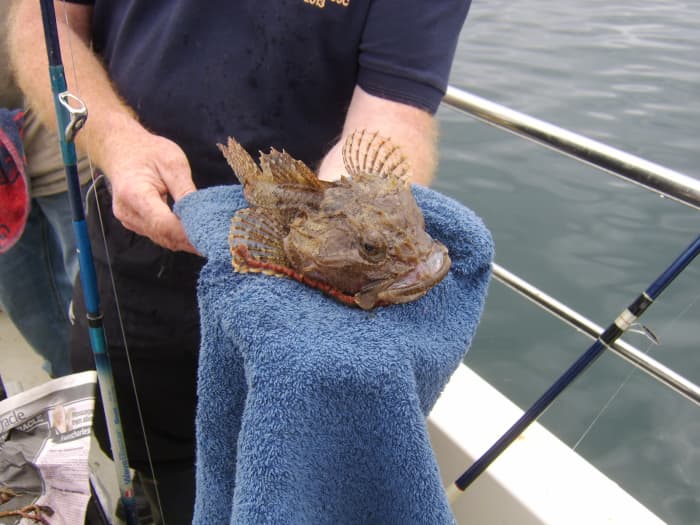 A scorpionfish or sea scorpion's spikes are capable of causing serious damage to flesh and they should be handled very carefully