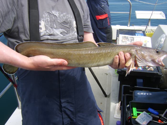 Loch Ryan: Fishing out of Stranraer, Scotland - HubPages