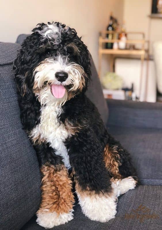 Oodles of Doodles: The Best Poodle-Mixed Dog Breeds - PetHelpful