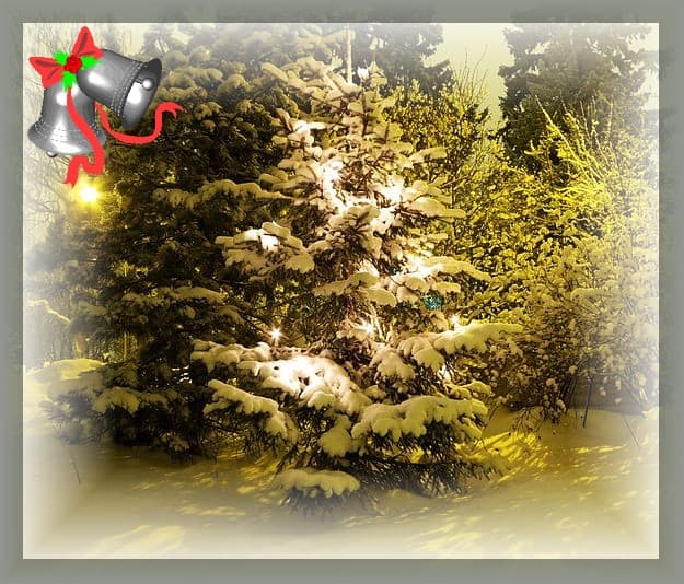 Christmas trees past and present are one of the most recognisable icons of the festive season. However, our ancestors left the trees where they were and took the decorations to it.