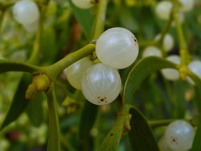 Mistletoe wasn't always used for kissing under. The Druids used it medicinally to cure many ailments.