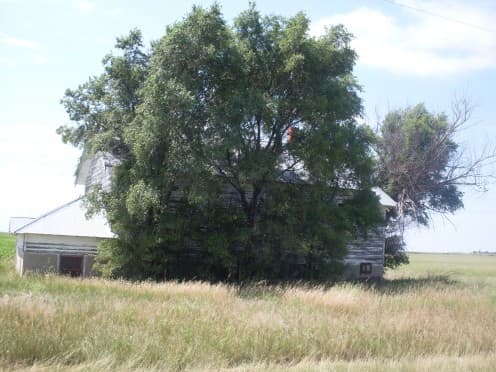 There was once a barn here for the school's use, and a playground. I don't know if there were trees here in the 1930's. If so, they must have been nice to play under--and in. These are elms, which are usually not long-lived.