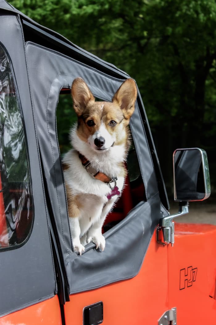Pets on road trips can offer comfort to your characters and help them to take breaks from the long road.