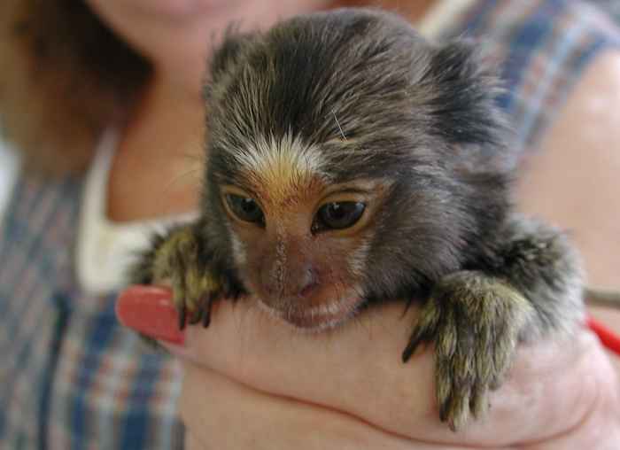 Do Finger Monkeys Make Good Pets? PetHelpful