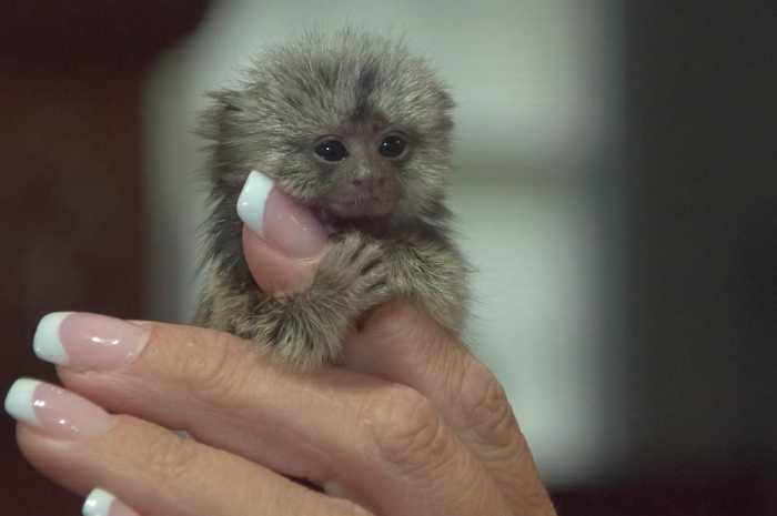 Do Finger Monkeys Make Good Pets? - HubPages