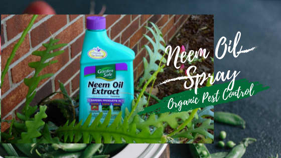 The Best Organic Pest Control Methods For Your Garden - HubPages