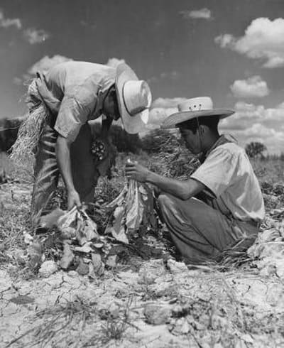 It turned out that “real” Americans were reluctant to do the work previously done by Mexicans for the wages on offer.