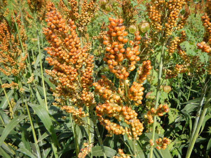 A grain sorghum cultivar growing in the Philippines