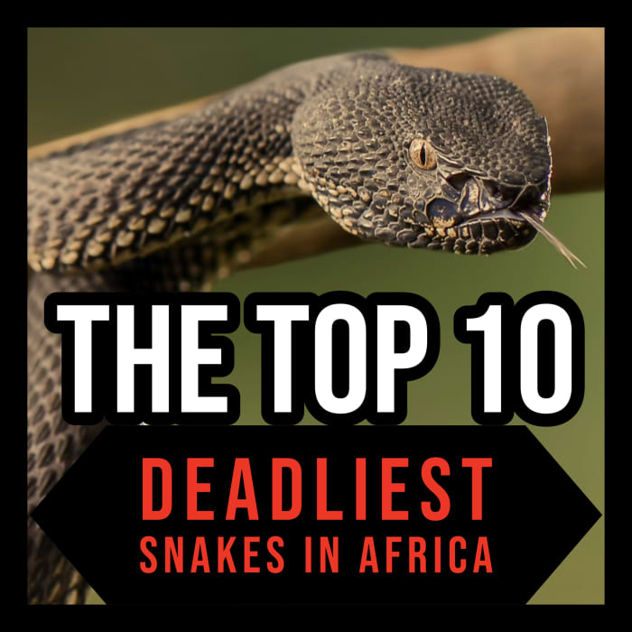 The Top 10 Deadliest Snakes in Africa - Owlcation