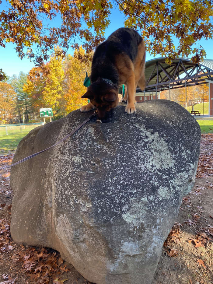 The leash is loose as Dea searches for the odor. She is allowed to be independent in her searches and yet we are right there to give her praise when she finds the source.