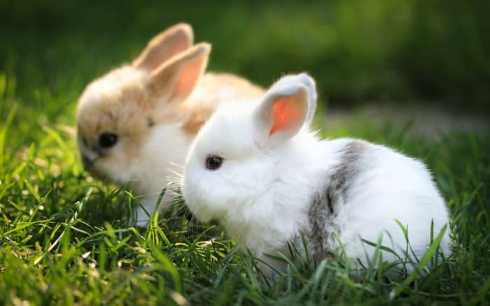 How to Take Care of Your Rabbit - HubPages