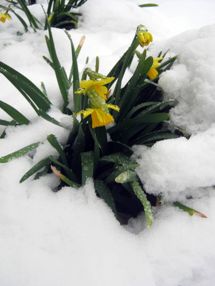 11 Flowers That Bloom in Winter (Plus Growing Instructions) - Dengarden