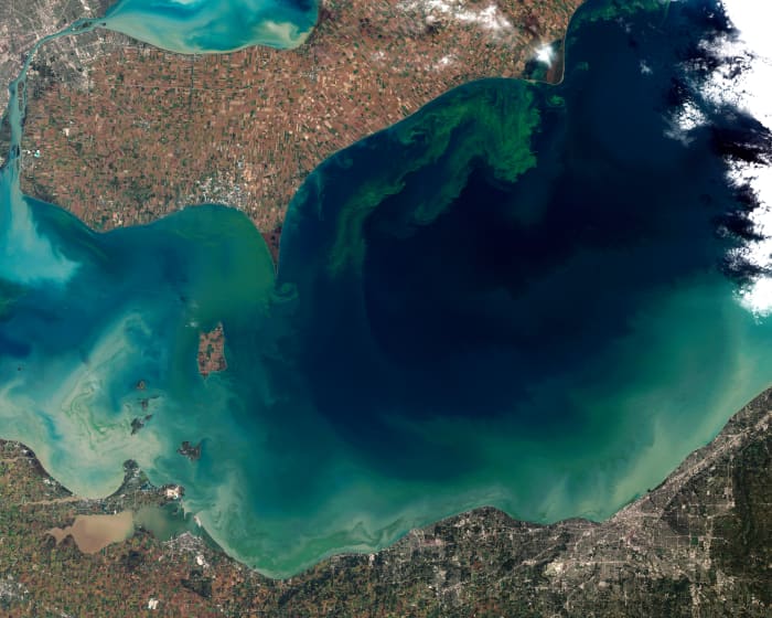 The algal bloom of 2011 was even worse than the 2014 episode which poisoned Toledo's water supply. Picture by Jesse Allen and Robert Simmon.