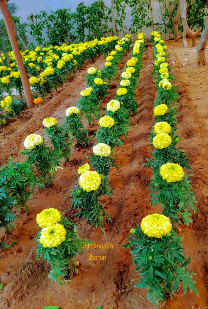 Can you buy happiness? No, you can’t! But, you can get it free amidst Nature.