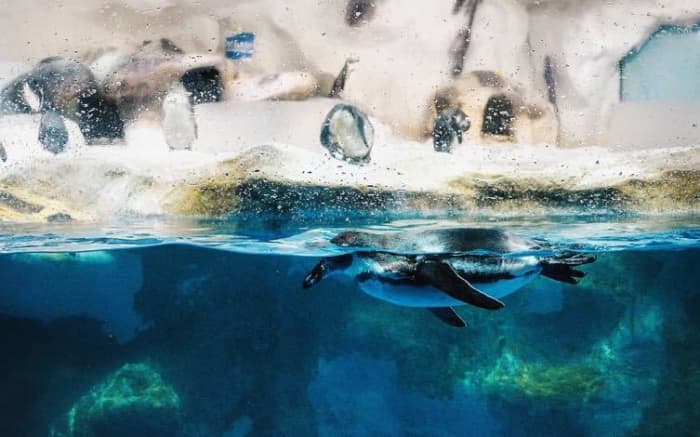 At the country's first Augmented Reality park, interact with the park's signature interactive whale shark, dolphin, Philippine Eagle, and more.