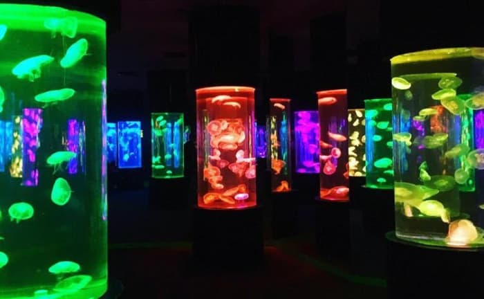 Jellyfish are among the most attractive sea organisms. It's very entertaining to watch because of how flowy and transparent they move. The Jellies "Dancing Sea Fairies" Exhibit is one of the most relaxing. attractions in the park.
