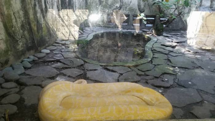 Albino Burmese python attracts people from all walks of life. This breed of snakes considered to be among the world's largest, reaching more than 18 feet and weighing up to 300 pounds. In the early 1980s, the first albino Burmese python was discovere