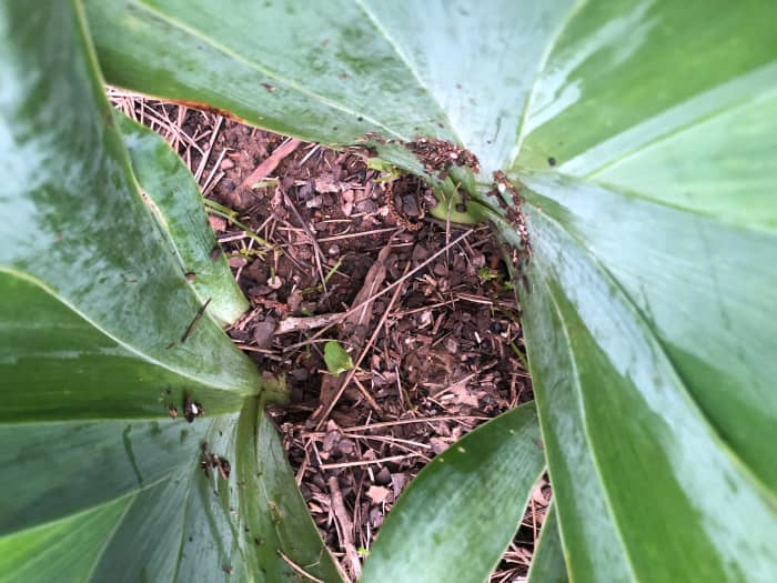 This iris was planted on a slope that was pretty steep, and soil has washed onto the rhizome, essentially putting it underground.