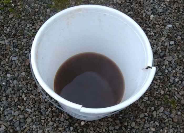 How to Kill Moss in Lawns in 3 Easy Steps Dengarden