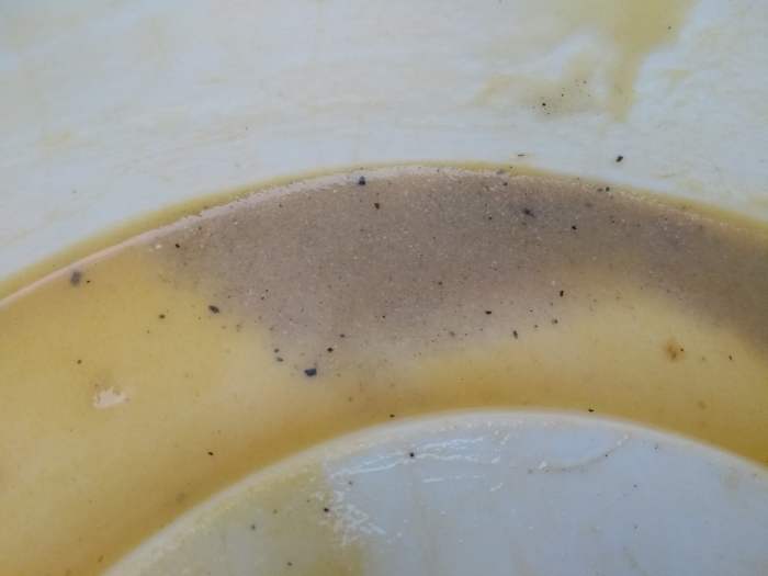 How to Kill Moss in Lawns in 3 Easy Steps Dengarden