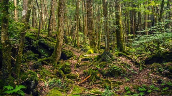 Aokigahara: known as the Sea of Trees or the Suicide Forest, is a forest on the northwestern flank of Japan's Mount Fuji, thriving on 30 square kilometres of hardened lava.