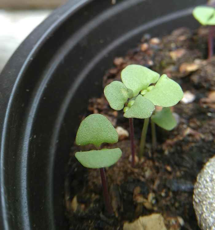It is important to care for basil seedlings so they can grow properly.