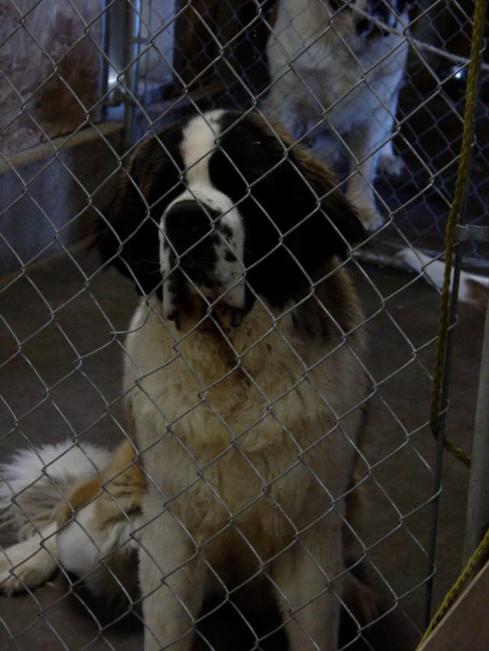 If you get a puppy from a breeder ask to see the parents and ask about their medical history. For giant breeds, like this St. Bernard, you want to make sure the parents don't have evidence of diseases like hip dysplasia.