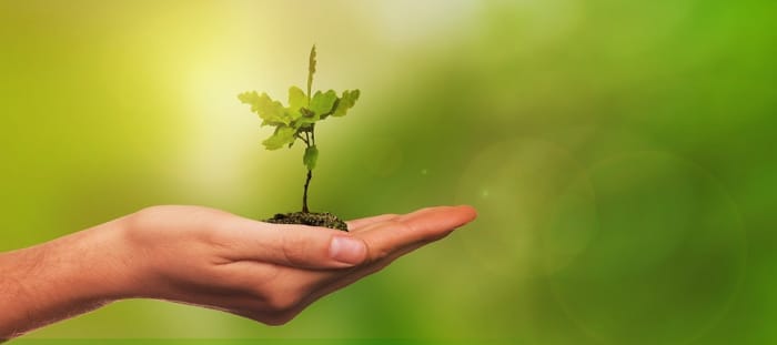 An average tree absorbs about 22 kg of carbon dioxide a year, so 909 newly planted trees would be needed to offset the average American’s annual carbon footprint.