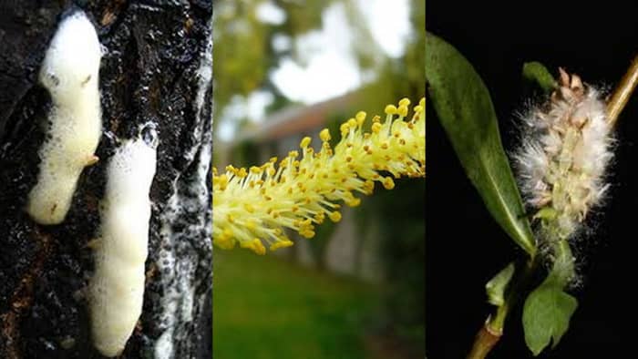 Left to right Bacterial Wetwood slime flux, spring willow catkin, mature cottony seed head favored by songbirds.