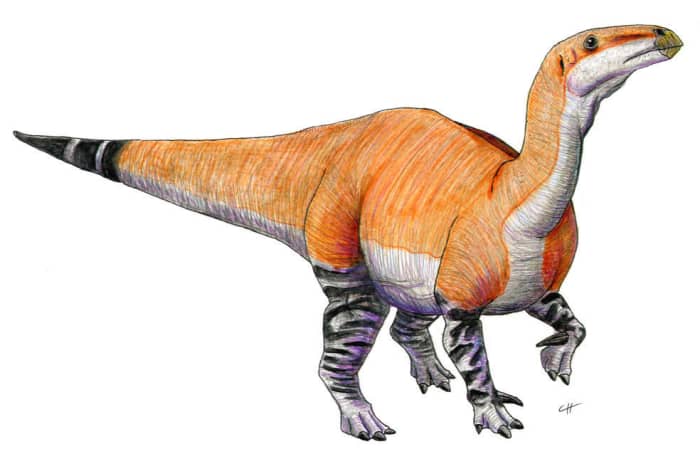 The Iguanodon was the second dinosaur formally named after the discovery of fossils. The discovery and official publication of this dinosaur are far from straightforward, however, and present a story of great greed among scientists.