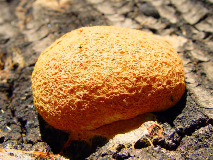 Dog vomit slime mold