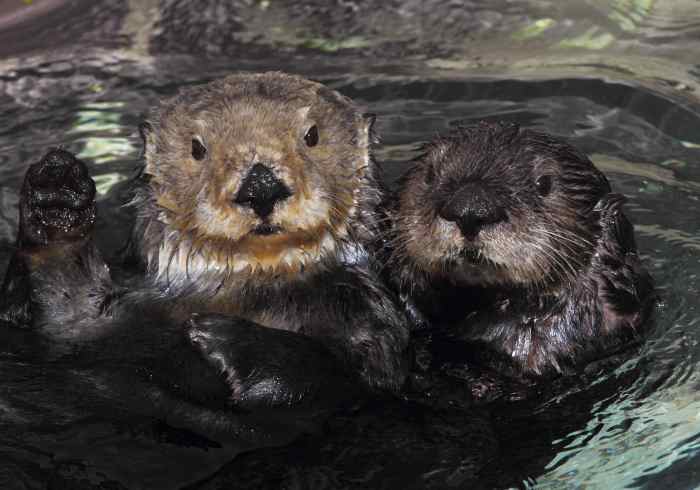 Sea Otter: Facts and Info - Owlcation